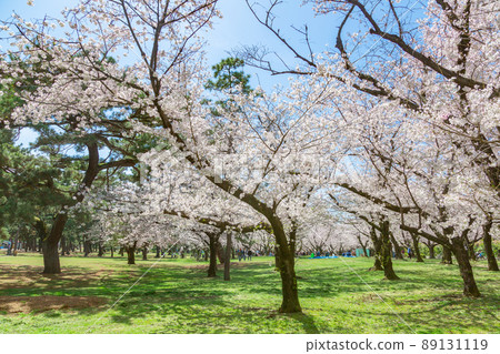 櫻花盛開的濱寺公園 89131119