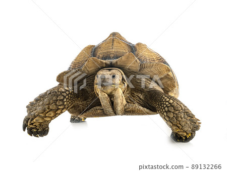 African spurred tortoise in studio 89132266