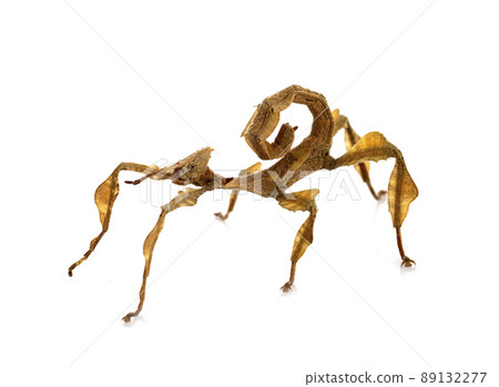 stick insect in studio stick insect in studio 89132277