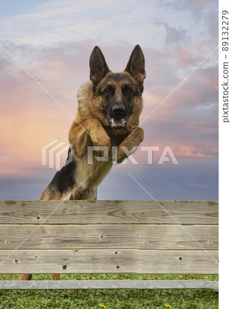 training of jumping 89132279