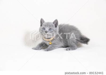 Chartreux kitten with white background and yellow collar 89132441