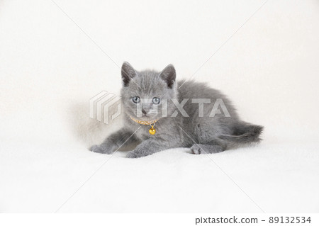 Chartreux 小貓有白色背景和黃色領子 Chartreux 小貓有白色背景和黃色領子 89132534