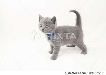 有白色背景和尾巴的 Chartreux 小貓 89132548