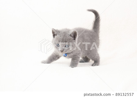 有白色背景和尾巴的 Chartreux 小貓 有白色背景和尾巴的 Chartreux 小貓 89132557