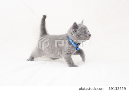 有白色背景和尾巴的 Chartreux 小貓 89132559