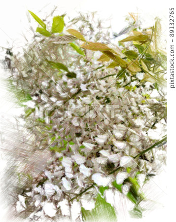 Shirafuji (Fuji blooming hill) Shirafuji (Fuji blooming hill) 89132765