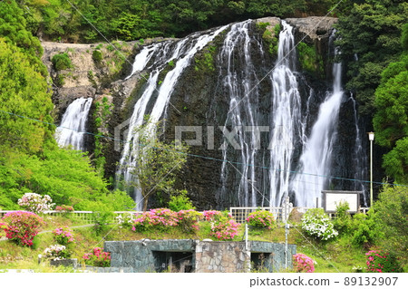 [鹿兒島縣]龍門瀑布和杜鵑花（日本瀑布百選） 89132907