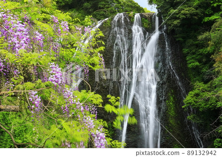 [Kagoshima Prefecture] Ryumon Falls and Wisteria (Japan's Top 100 Waterfalls) 89132942
