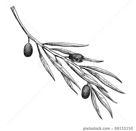 Olive branche, hand-drawn engraving vector illustration isolated on white. Leaves and black fruits in sketch style Olive branche, hand-drawn engraving vector illustration isolated on white. Leaves and black fruits in sketch style 89133150