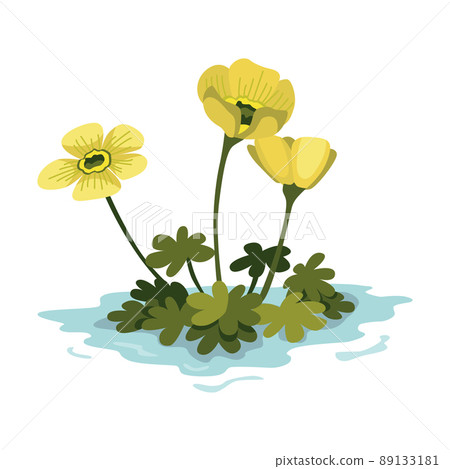 Marsh and wetland plant. Hand drawn botanical item. Swamp flora and fauna. Common plant grow in water, isolated illustration Marsh and wetland plant. Hand drawn botanical item. Swamp flora and fauna. Common plant grow in water, isolated illustration 89133181