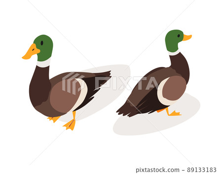 Farm animal isometric. Domestic animal in 3d flat back and front view. Cute game character of duck. Vector icon Farm animal isometric. Domestic animal in 3d flat back and front view. Cute game character of duck. Vector icon 89133183