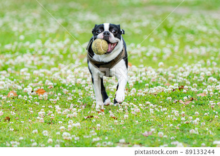 Boston terrier playing with a ball 89133244