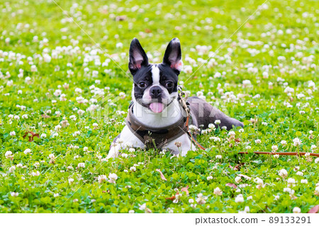 波士頓梗 89133291