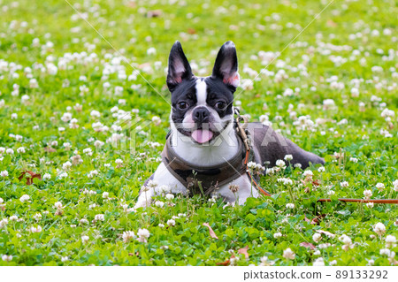 Boston Terrier 89133292
