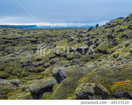 Scenic autumn green lava fields near Fjadrargljufur  Canyon in Iceland. Green  moss on volcanic lava stones. Unique lava fields growth after Laki volcano eruption. 89133520