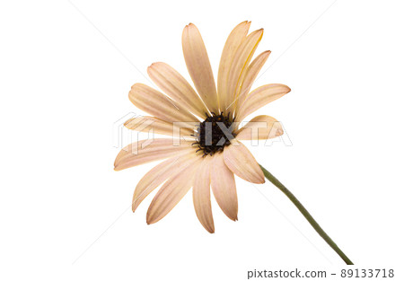 Osteosperumum Flower Daisy Isolated Osteosperumum Flower Daisy Isolated 89133718