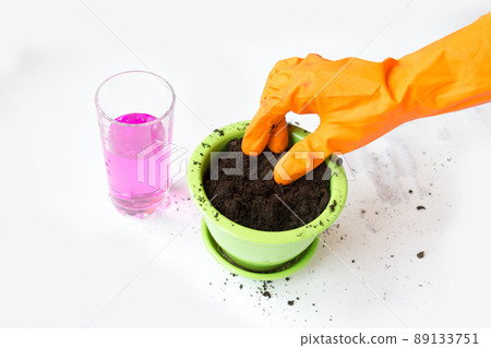 Land cultivation for plant transplantation. Potassium permanganate, a pink liquid in a glass beaker. Experiment, research Land cultivation for plant transplantation. Potassium permanganate, a pink liquid in a glass beaker. Experiment, research 89133751