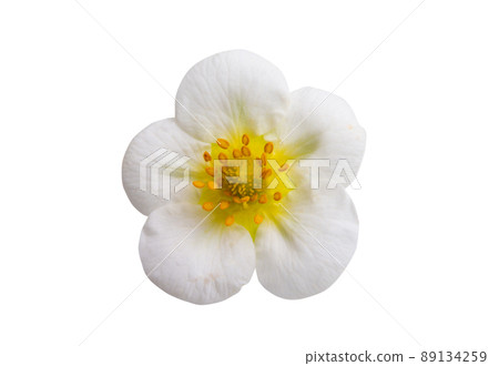 strawberry flower isolated 89134259