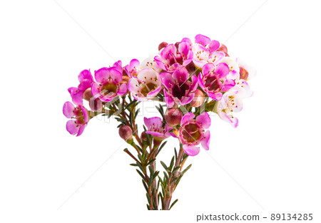 wax rose myrtle flowers isolated 89134285