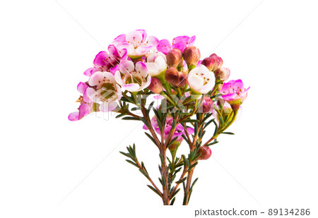 wax rose myrtle flowers isolated wax rose myrtle flowers isolated 89134286