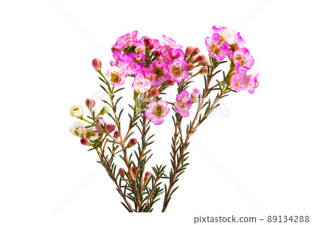 wax rose myrtle flowers isolated wax rose myrtle flowers isolated 89134288
