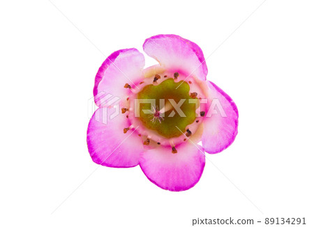 wax rose myrtle flowers isolated wax rose myrtle flowers isolated 89134291