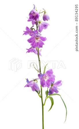 delphinium flower isolated delphinium flower isolated 89134295