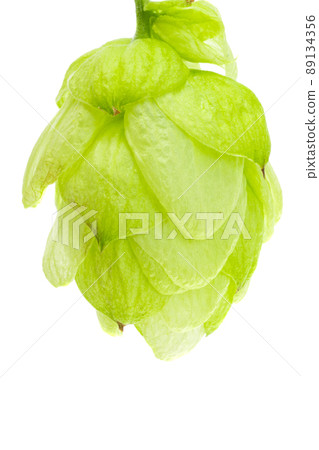 hop cones isolated hop cones isolated 89134356