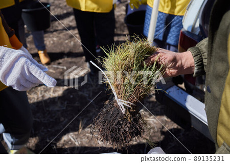 Female hand holding sprout wilde pine tree in front in nature green forest. Earth Day save environment concept. Growing seedling forester planting. 89135231