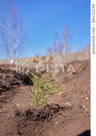 Afforestation and regrow forests. Young pine planted regrowth on plot with sandy soil, pine sapling. Small trees in summer. 89135238
