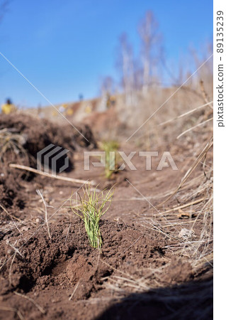 Afforestation and regrow forests. Young pine planted regrowth on plot with sandy soil, pine sapling. Small trees in summer. Afforestation and regrow forests. Young pine planted regrowth on plot with sandy soil, pine sapling. Small trees in summer. 89135239