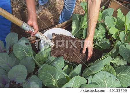 A Man holding a shovel with soil. Kohlrabi nature green garden urban gardening. A kohlrabi bed with a self prepared bucket designed to be compost worms A Man holding a shovel with soil. Kohlrabi nature green garden urban gardening. A kohlrabi bed with a self prepared bucket designed to be compost worms 89135799