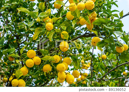 ripe fresh yellow lemon fruits on a lemon tree, blue sky background 89136052