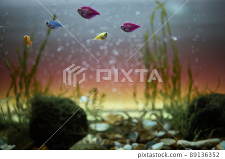 Fish swim in an aquarium with dirty muddy water. Fish swim in an aquarium with dirty muddy water. 89136352