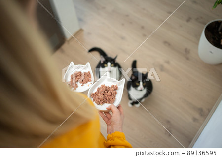 pet owner holding two food bowls with wet food. Two hungry cats are waiting pet owner holding two food bowls with wet food. Two hungry cats are waiting 89136595