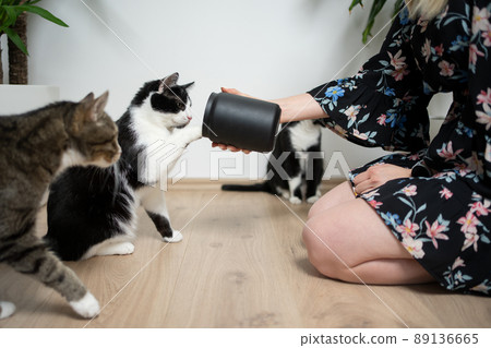 female pet owner kneeling on the floor holding treat jar in front of hungry cats 89136665