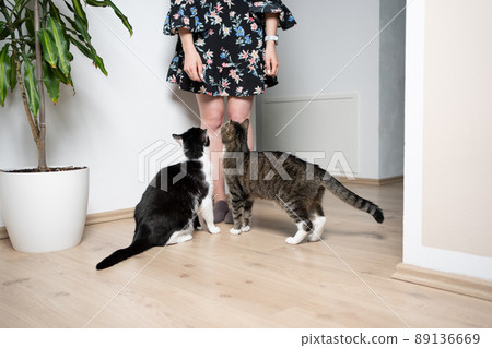 two hungry cats sitting in front of pet owner on the floor looking up two hungry cats sitting in front of pet owner on the floor looking up 89136669