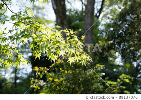 春日陽光下的藍楓<4月,東京> 春日陽光下的藍楓<4月,東京> 89137076