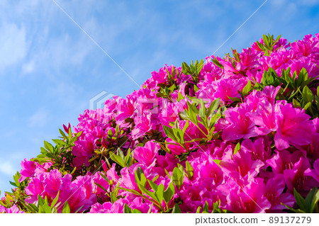 Red azaleas in full bloom and clear sky 89137279