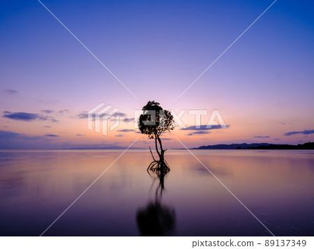 Loop-root mangrove and sunset Loop-root mangrove and sunset 89137349