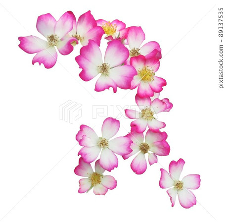 玫瑰花，莫扎特白 89137535