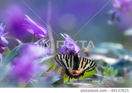A collaboration between the spring goddess Himegifucho and the spring fairy Katakuri, a natural monument A collaboration between the spring goddess Himegifucho and the spring fairy Katakuri, a natural monument 89137625