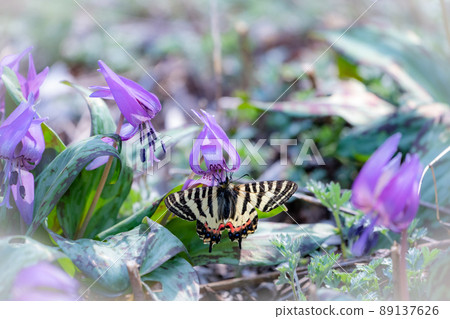 A collaboration between the spring goddess Himegifucho and the spring fairy Katakuri, a natural monument A collaboration between the spring goddess Himegifucho and the spring fairy Katakuri, a natural monument 89137626