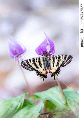A collaboration between the spring goddess Himegifucho and the spring fairy Katakuri, a natural monument A collaboration between the spring goddess Himegifucho and the spring fairy Katakuri, a natural monument 89137627
