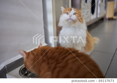 cat feeding premium wet food in aluminum tray. cat feeding premium wet food in aluminum tray. 89137673