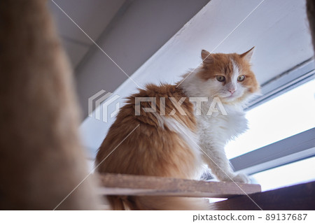 Funny domestic cat climbs up the cat pole. Funny domestic cat climbs up the cat pole. 89137687