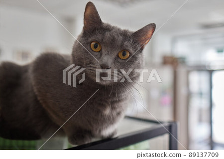 Close-up of a cat face. Portrait of a female kitten. Cat looks curious and alert. Detailed picture of a cats face. Close-up of a cat face. Portrait of a female kitten. Cat looks curious and alert. Detailed picture of a cats face. 89137709