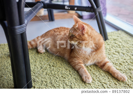 Ginger cat sitting on floor in cozy living room. Interior decor. 89137802