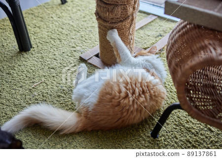 Funny domestic cat climbs up the cat pole. 89137861