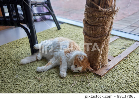 Funny domestic cat climbs up the cat pole. Funny domestic cat climbs up the cat pole. 89137863
